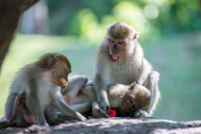 Monkeys sitting on rock