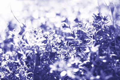 Close-up of purple flowering plants