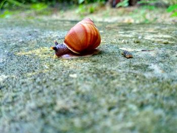 Close-up of snail on land