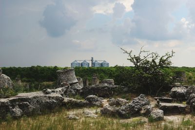 Plants and rocks against sky