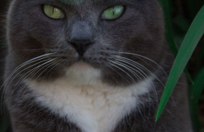 Close-up portrait of cat