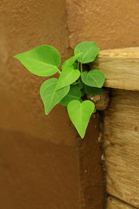 Close-up of ivy growing on wood against wall