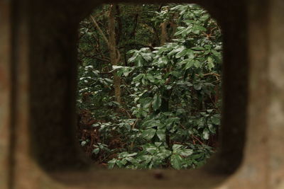 Close-up of potted plant against trees