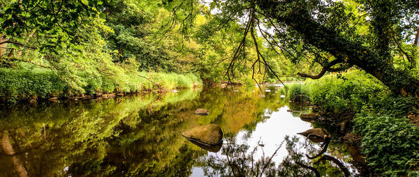 Scenic view of lake amidst trees in forest