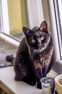 Portrait of cat sitting on table