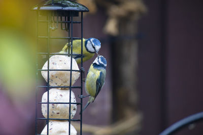 View of bird perching in cage