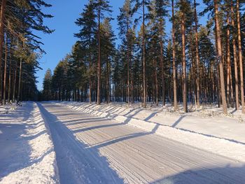 Snow covered pine trees in forest