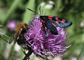 Close-up of butterfly on flower