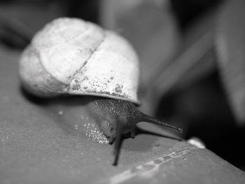 Close-up of snail on leaf