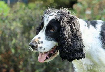 English springer spaniel head shot. 