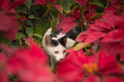 Close-up of cat on red flowers