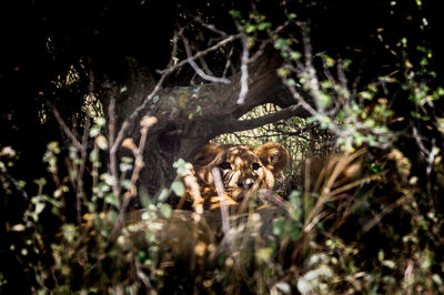 Close-up of dead plants