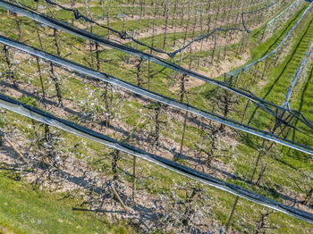 High angle view of bamboo trees in forest