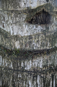 Full frame shot of tree trunk