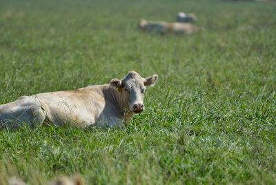 View of a sheep resting on field