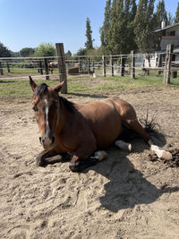 Horse in ranch