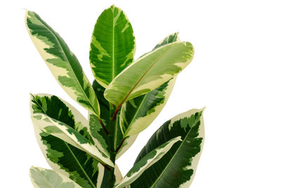 Close-up of fresh green leaves against white background