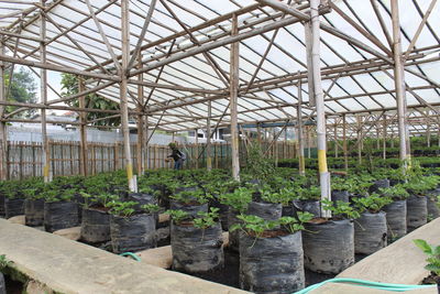 Plants growing in greenhouse