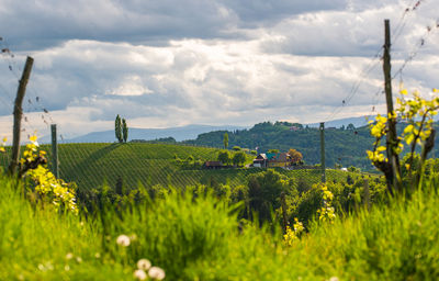 Scenic view of agricultural field against sky