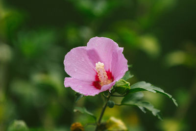 Close-up of pink rose