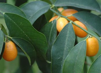 Close-up of orange leaf