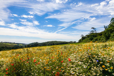 Wild flower meadow in england 
