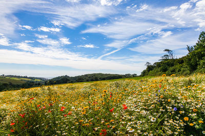 Scenic view of flowering plants on field against sky