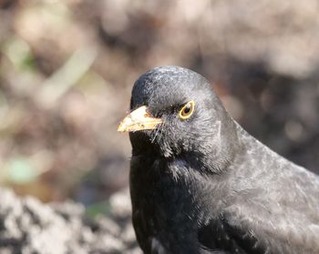 Close-up of a bird