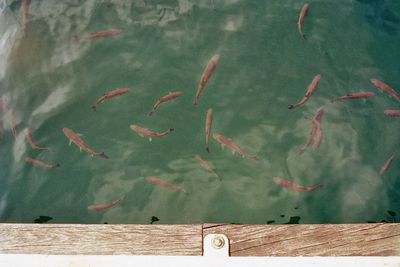 High angle view of fish swimming in sea