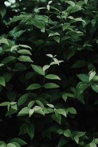 High angle view of plants growing on field