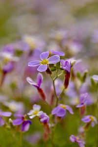 Close-up of purple flowers blooming outdoors