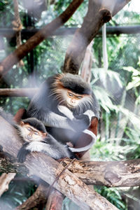 Monkey sitting on tree branch
