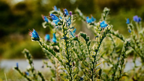 Close-up of plants against blurred background