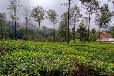 Trees on field against sky