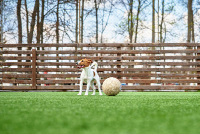 Dog play with football ball on green grass