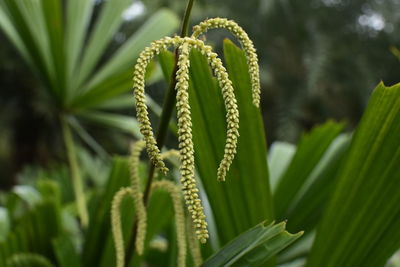Close-up of fresh green plant
