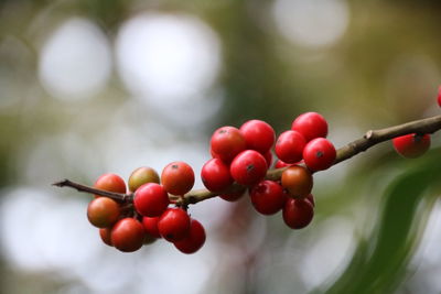 Close-up of cherries growing on tree