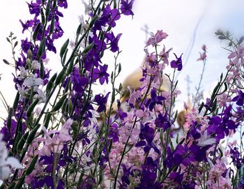 Close-up of purple flowers