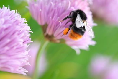 Close-up of honey bee on purple flower