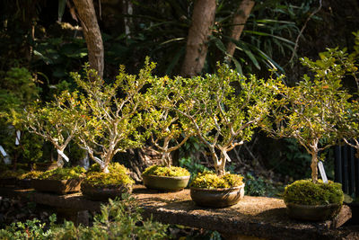Potted plants on rock against trees