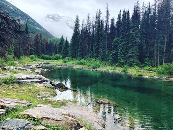 Scenic view of lake in forest