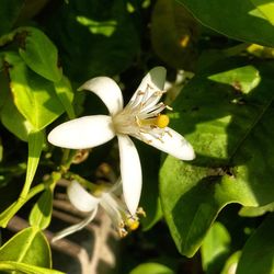 Close-up of insect on plant