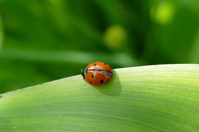 Close-up of ladybug on leaf