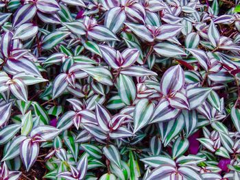 Full frame of leaves