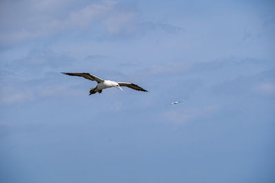 Low angle view of seagull flying in sky