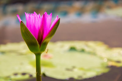 Close-up of pink water lily in pond