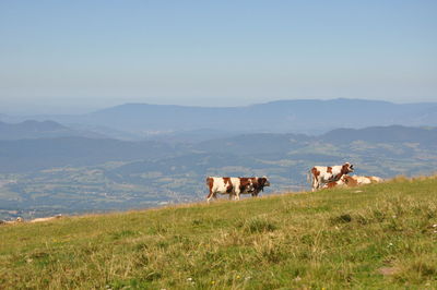 Cows on field against sky