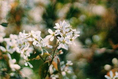 Close-up of white flowering plant