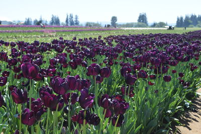 Plants growing on field