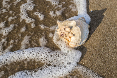 High angle view of crab on beach